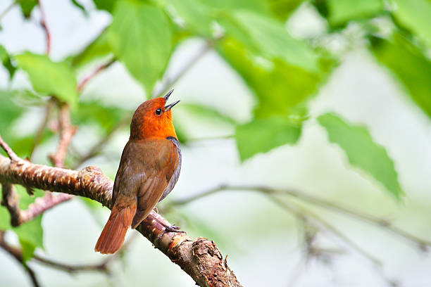 Tiếng chim sau cơn mưa